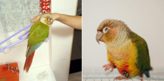 Green Parrot With Tag Flies Into Khatib Home, Family Cares For It While Finding Owner