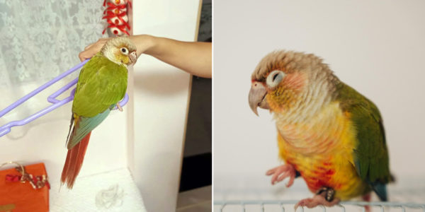 Green Parrot With Tag Flies Into Khatib Home, Family Cares For It While Finding Owner