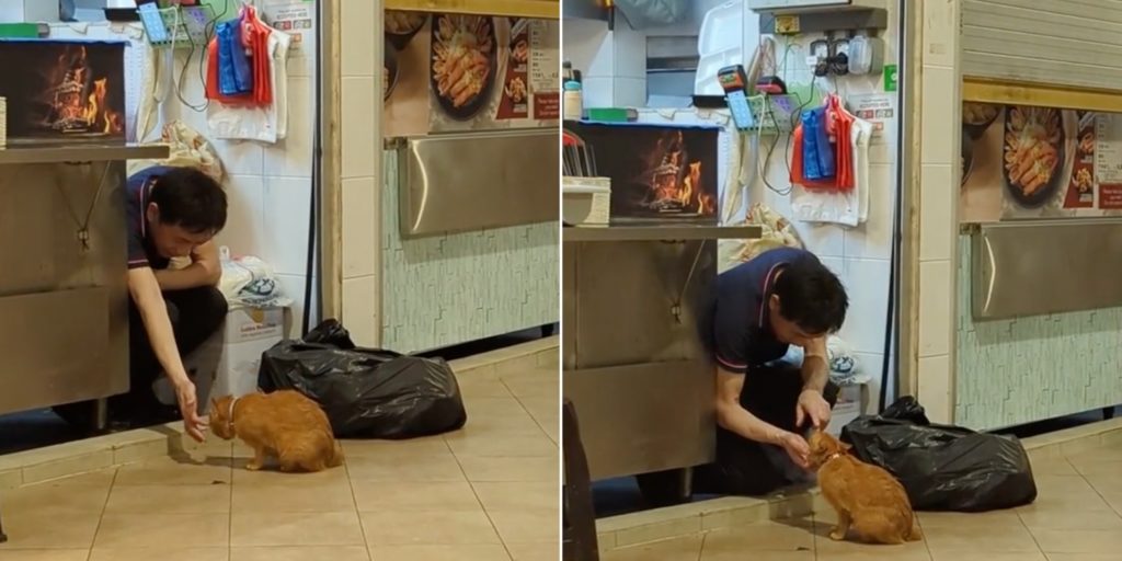 Pasir Ris Hawker Pets Community Cat When Cleaning Up Stall, Spends Time