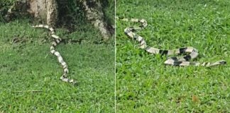 Venomous Snake Reportedly Spotted At Pasir Ris Park, Public Urged To Be Cautious