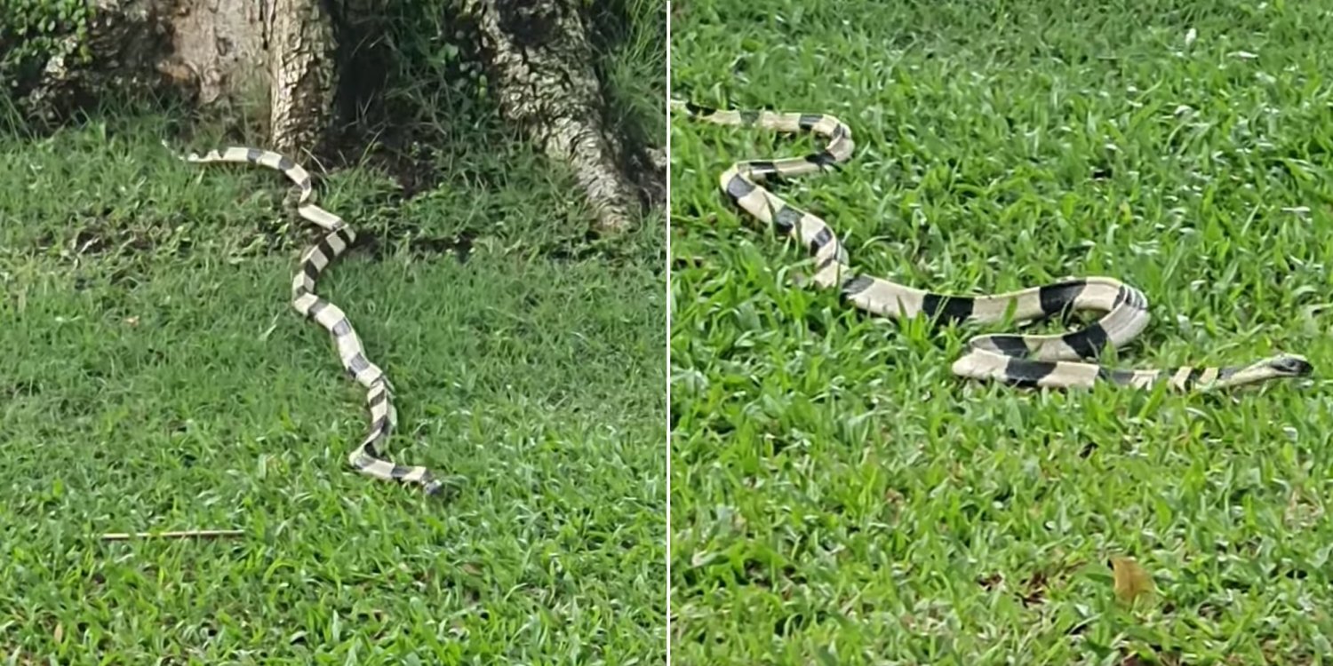 Venomous Snake Reportedly Spotted At Pasir Ris Park, Public Urged To Be Cautious
