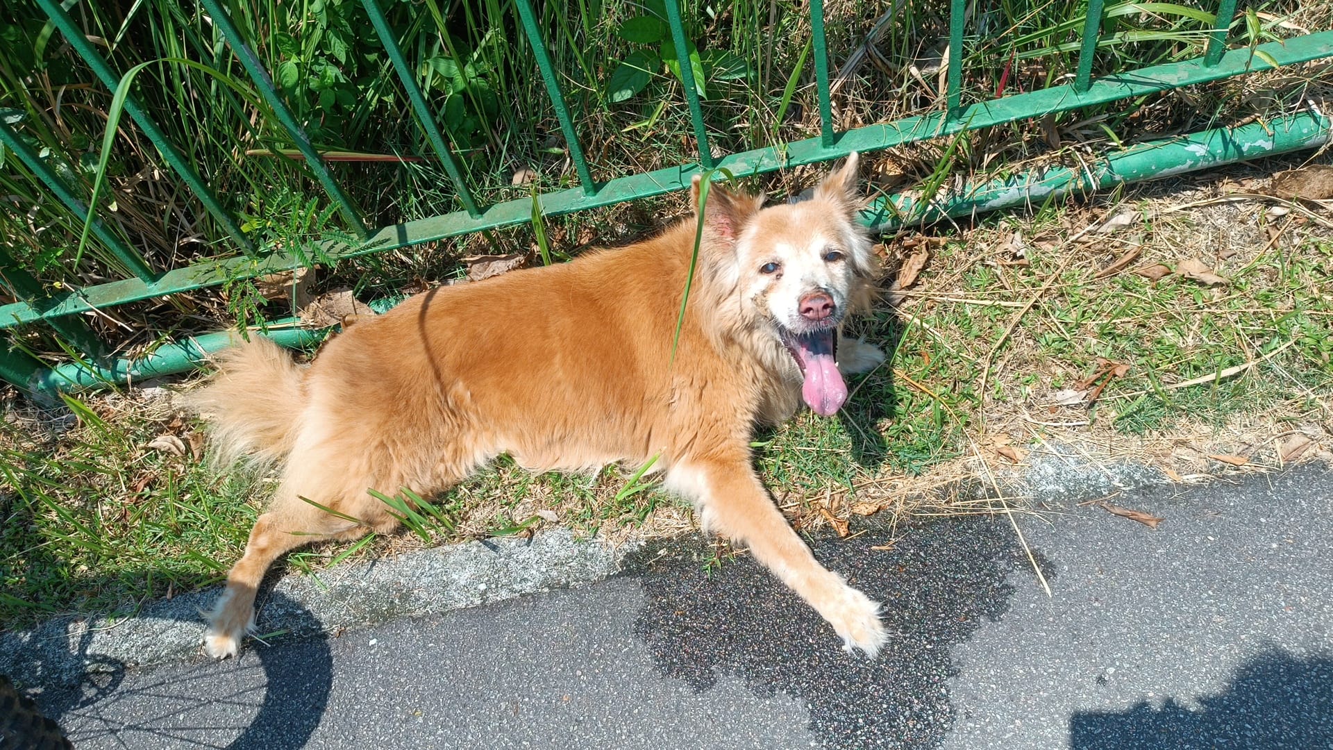 dog punggol prawning