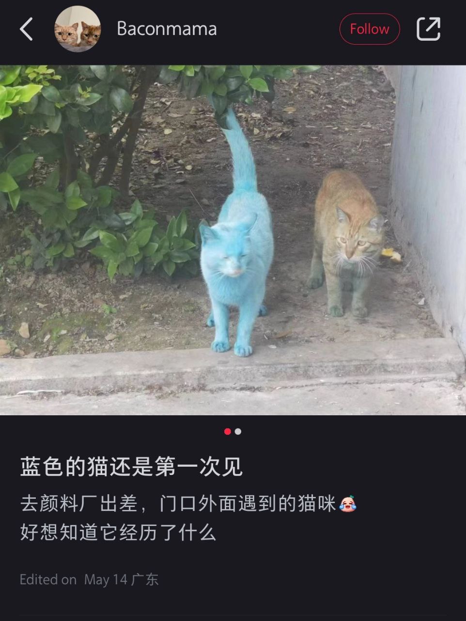 cat blue fur pigment