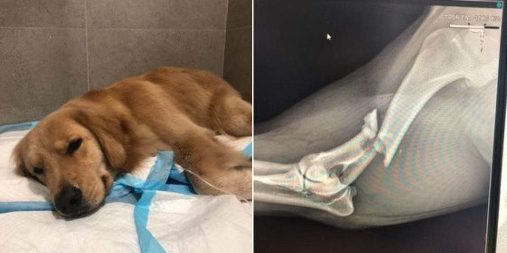Picture of Dog Breaks Arm In Alleged Geylang Hit-And-Run Accident, Owner Appeals ...