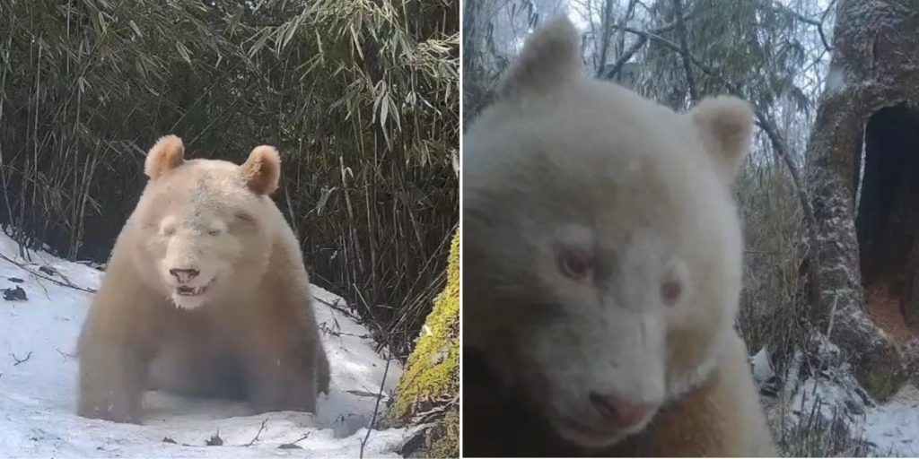 Rare White Panda Spotted In Sichuan Province Of China, Believed To Be