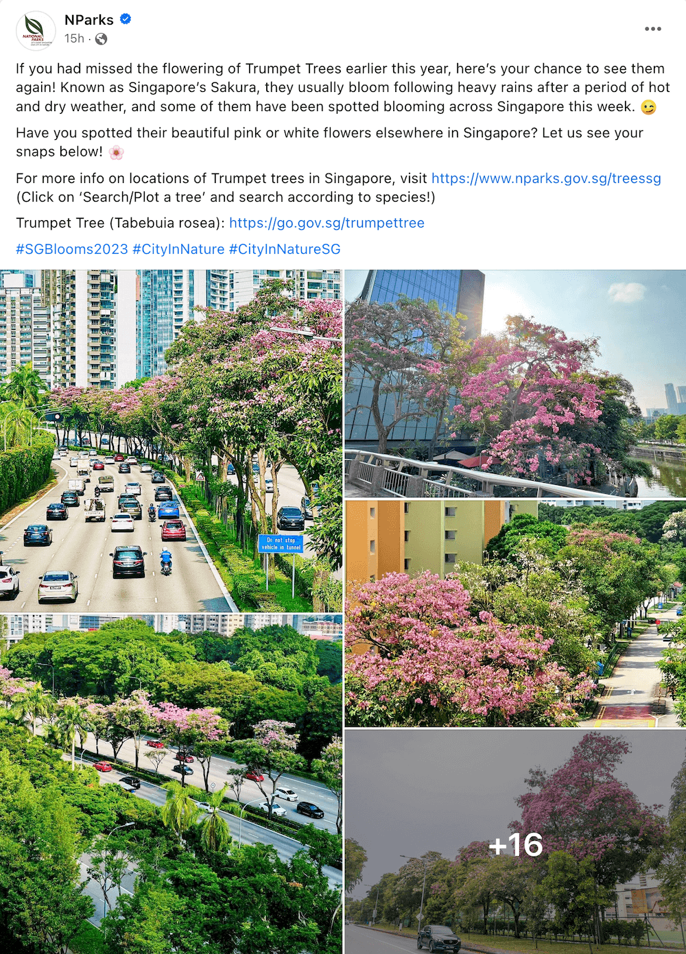trumpet trees singapore