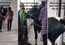 Cow Brought To HDB For Hindu Housewarming Ritual, S'poreans Wonder How It Fit In Lift