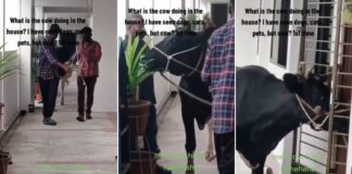 Cow Brought To HDB For Hindu Housewarming Ritual, S'poreans Wonder How It Fit In Lift