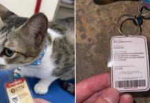 M'sia University Cat Is 'Studying' For PhD In 'Meow Language', Even Has Its Own Student Nametag