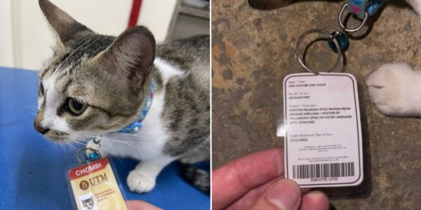 M'sia University Cat Is 'Studying' For PhD In 'Meow Language', Even Has Its Own Student Nametag
