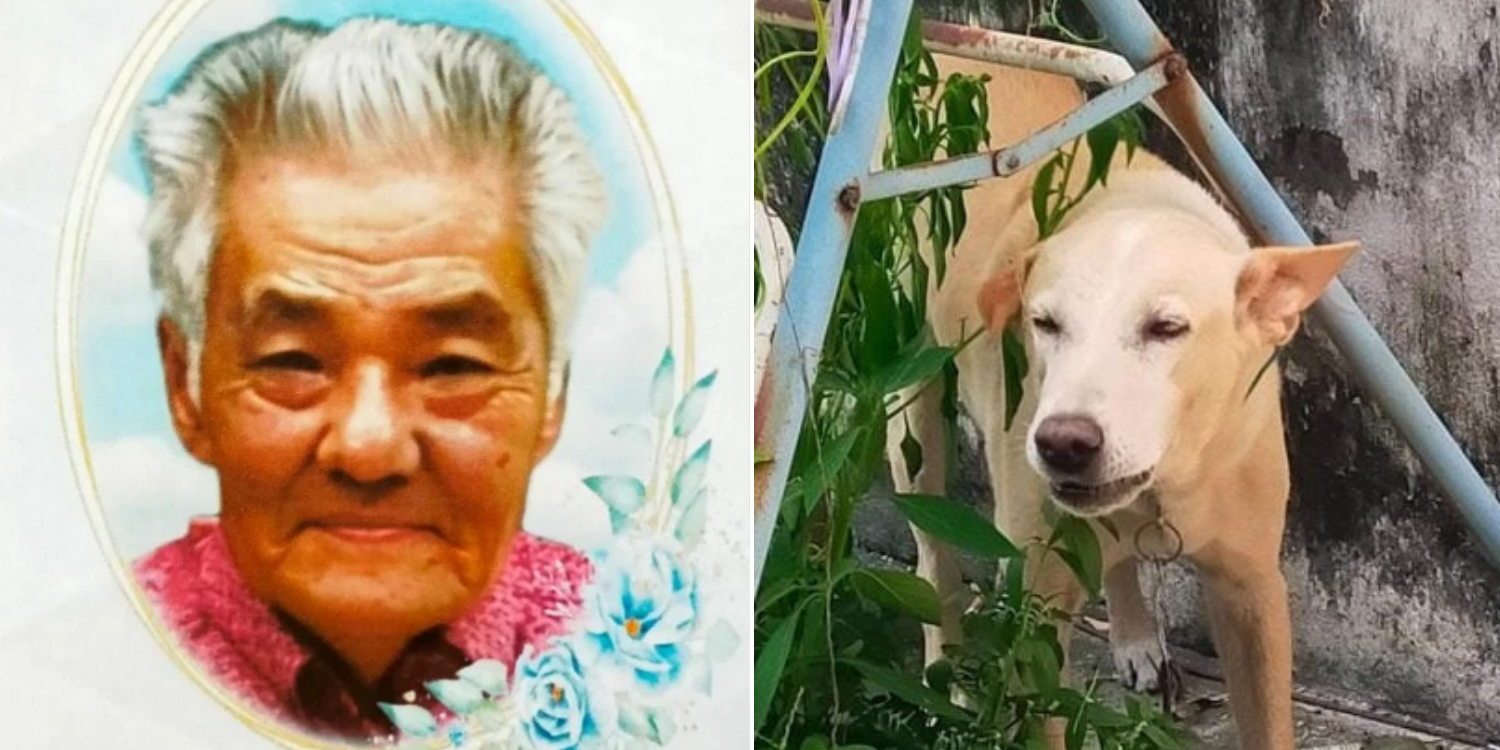 Elderly M'sian Dies While Saving Pet From Dog Catchers, MP Calls For Clearer Dog-Catching Guidelines