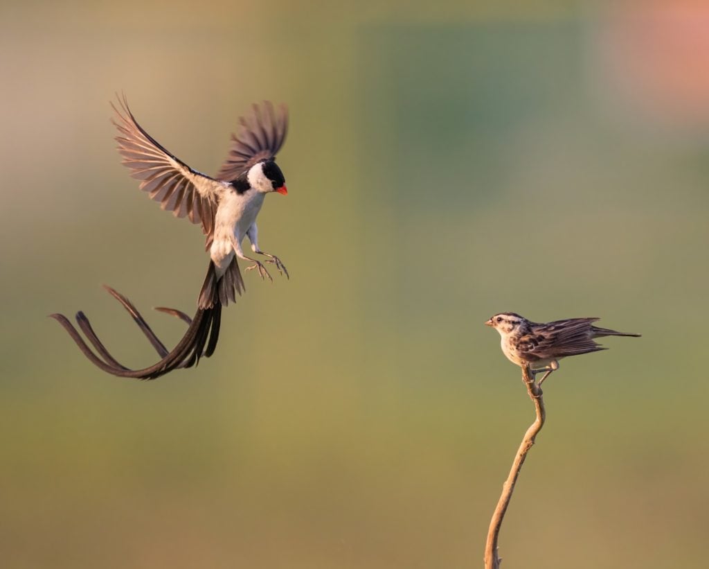 2 Birds Perform Mating Ritual In Pasir Ris Field, Over 300 Watchers ...