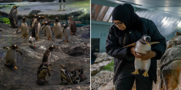 32 Penguins Successfully Moved To Bird Paradise, Seem To Adapt Well To New Home