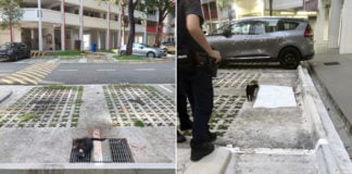 Hougang Community Cat Allegedly Thrown To Death From Height, AVS Investigating