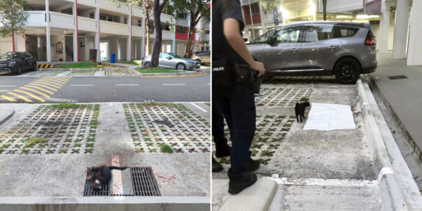 Hougang Community Cat Allegedly Thrown To Death From Height, AVS Investigating