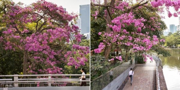 Trumpet Trees Are In Bloom Again, Experience ‘Sakura Season’ Right Here In S’pore