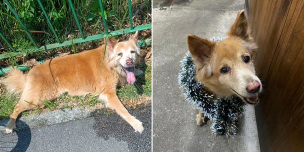 Dog Belonging To Punggol Prawning Site Leaves Home Quietly To Pass Away On Her Own