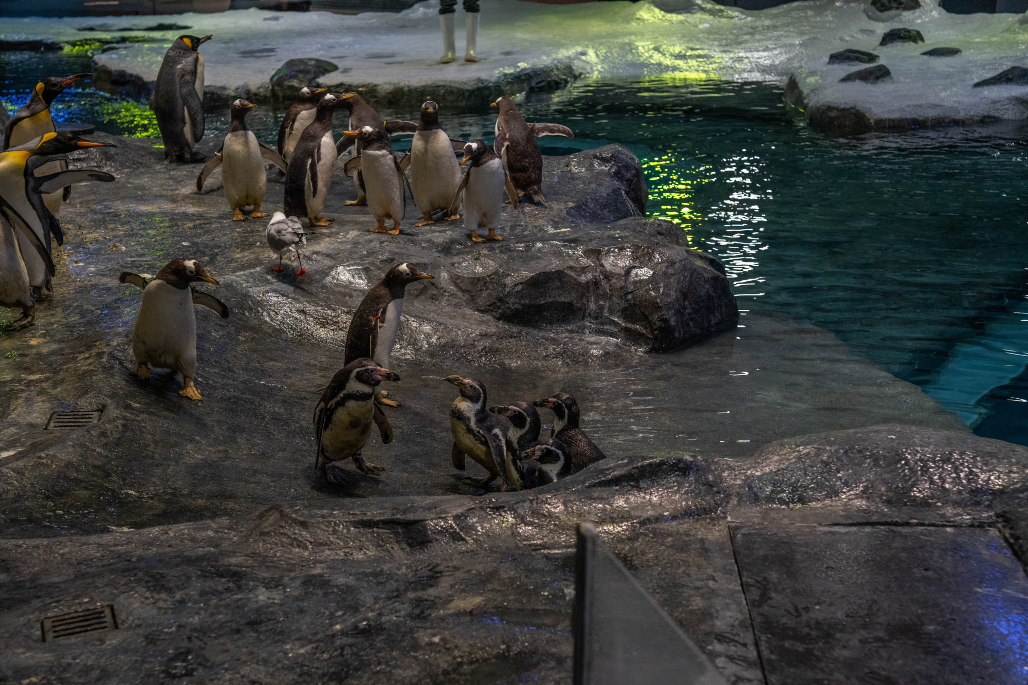 bird paradise penguins