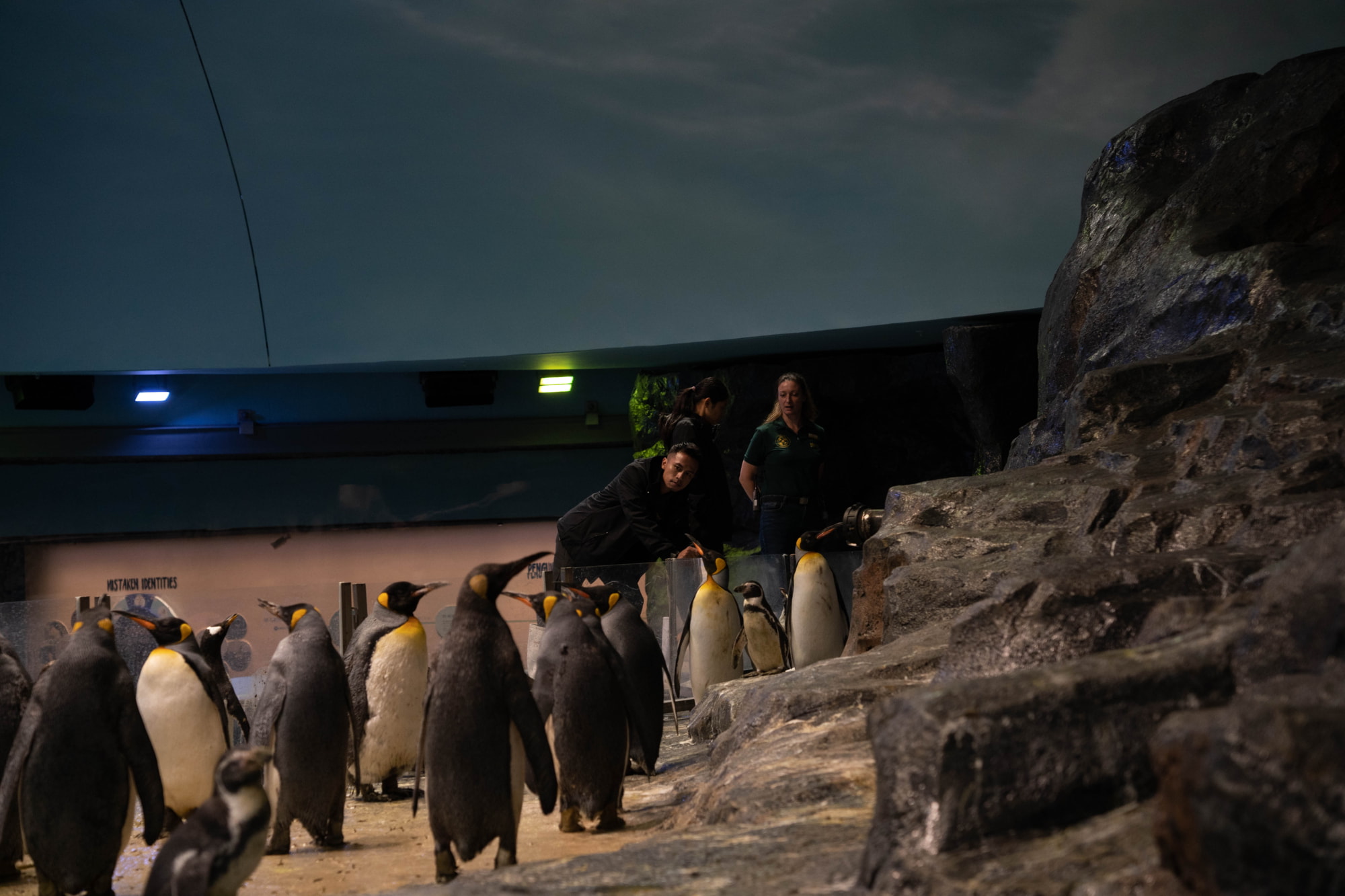 bird paradise penguins