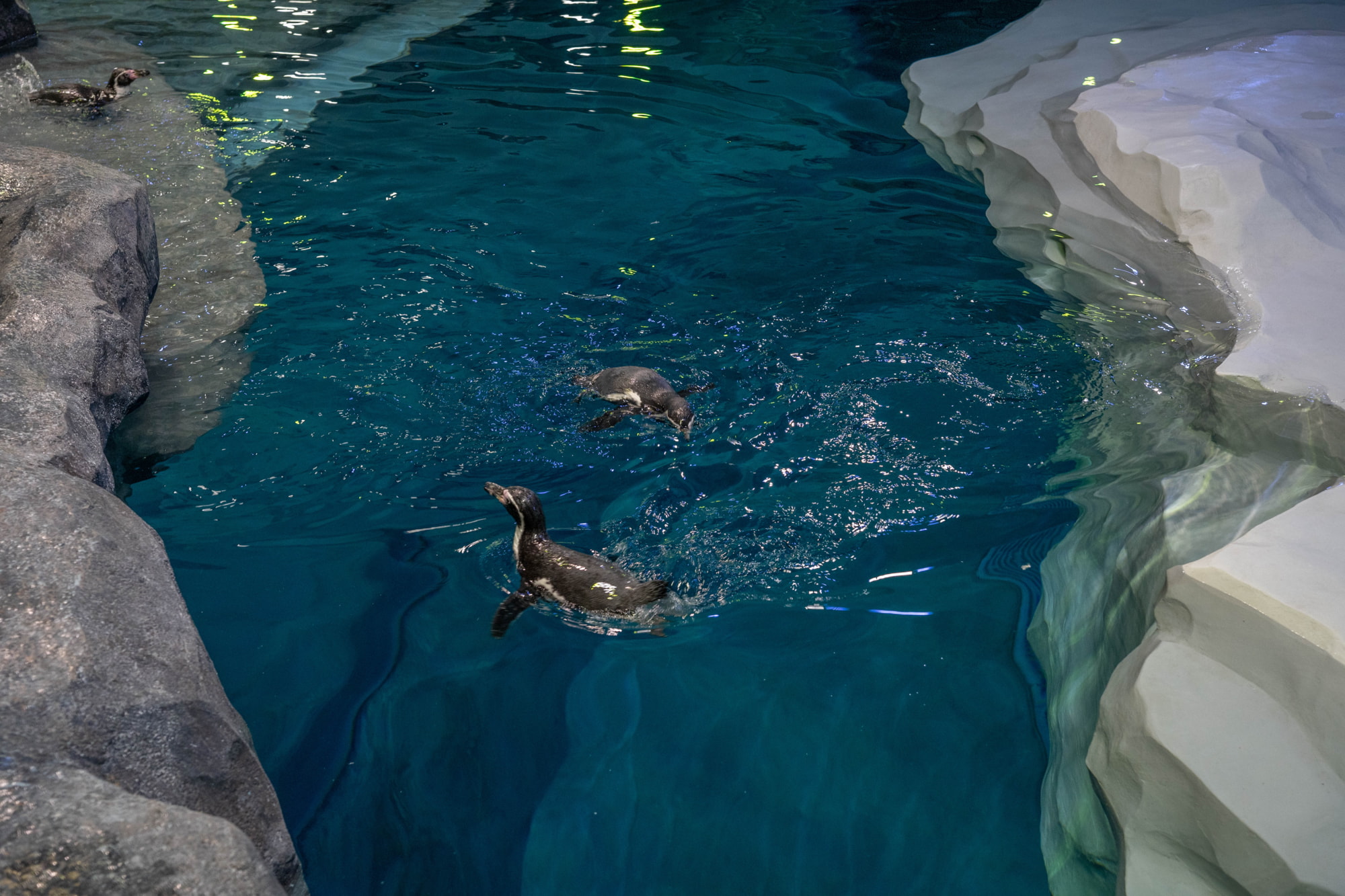 bird paradise penguins