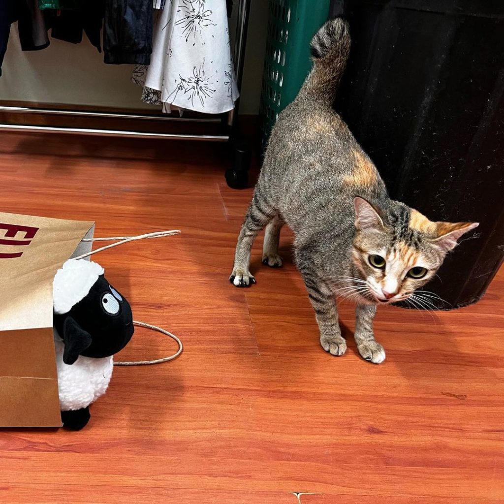 Over 100 Cats Live In S'pore Turf Club, Jockey Hopes They Can Be