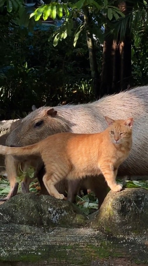 cat capybaras zoo signage