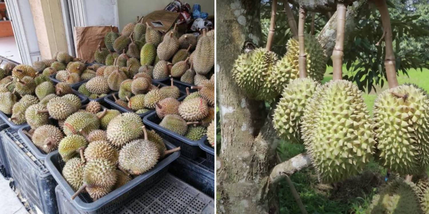 Durian Season Might Last Until November Due To Changing Climates & Irregular Flowering Timings