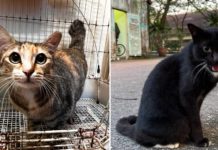 Over 100 Cats Live In S'pore Turf Club, Jockey Hopes They Can Be Rehomed Before Closing