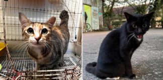 Over 100 Cats Live In S'pore Turf Club, Jockey Hopes They Can Be Rehomed Before Closing