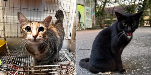 Over 100 Cats Live In S'pore Turf Club, Jockey Hopes They Can Be Rehomed Before Closing