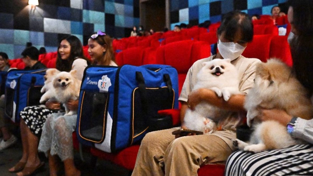 Thailand Now Has A Pet-Friendly Cinema, Furkids Can Hang Out & Watch Movies  With Owners