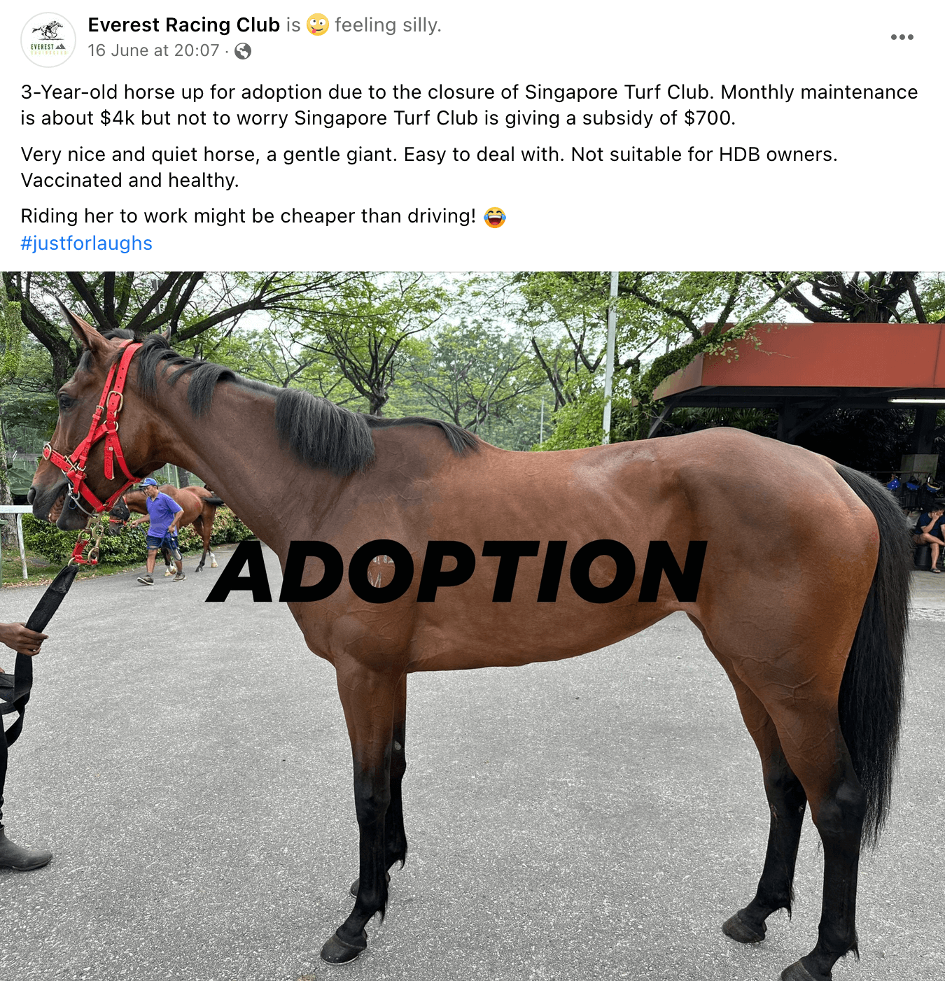 horse adoption