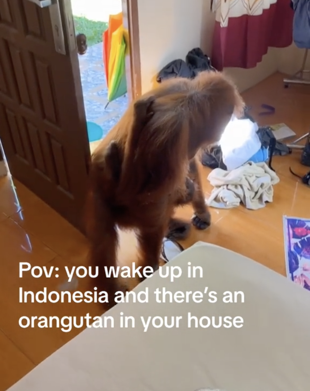 orangutan in house