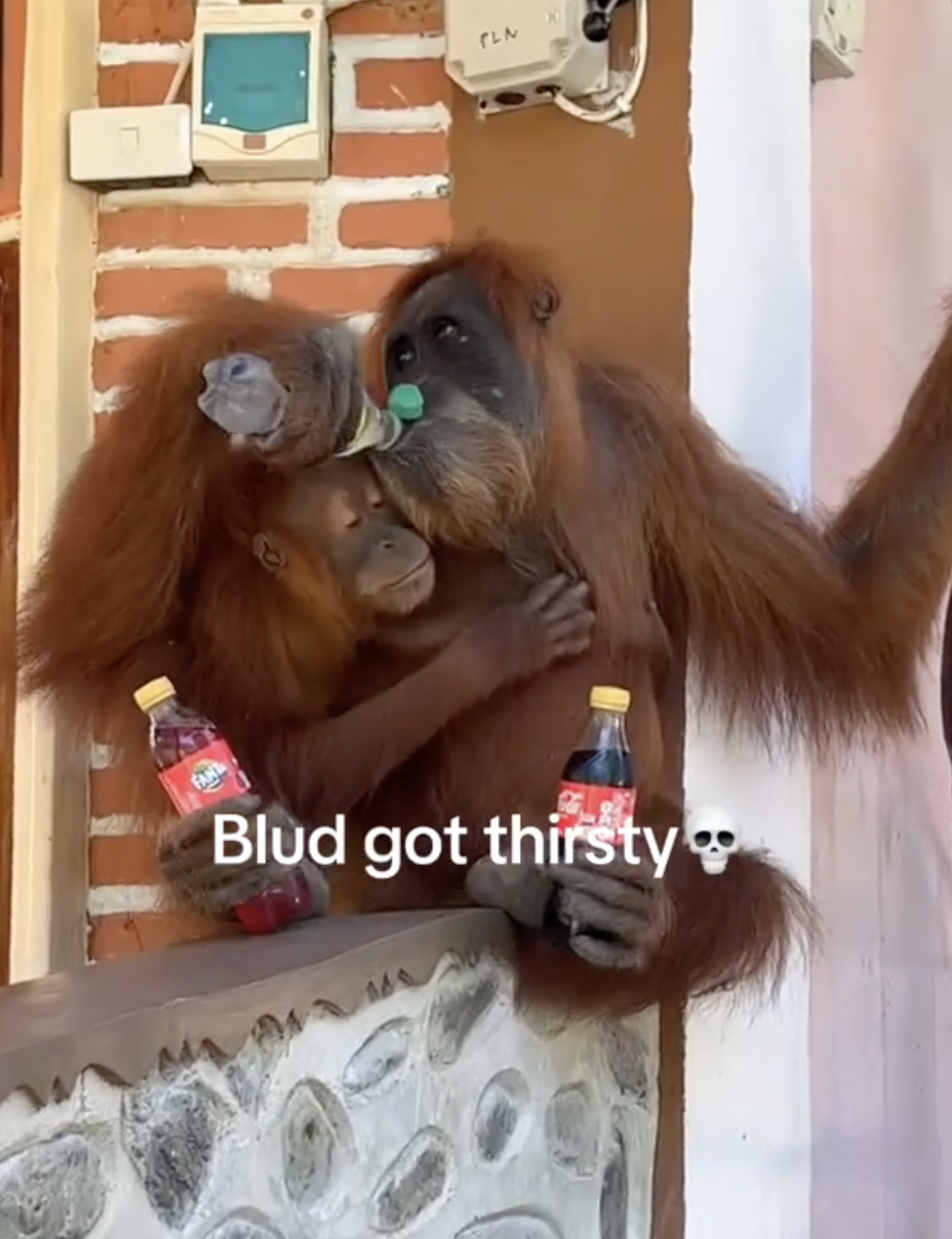 orangutan in house