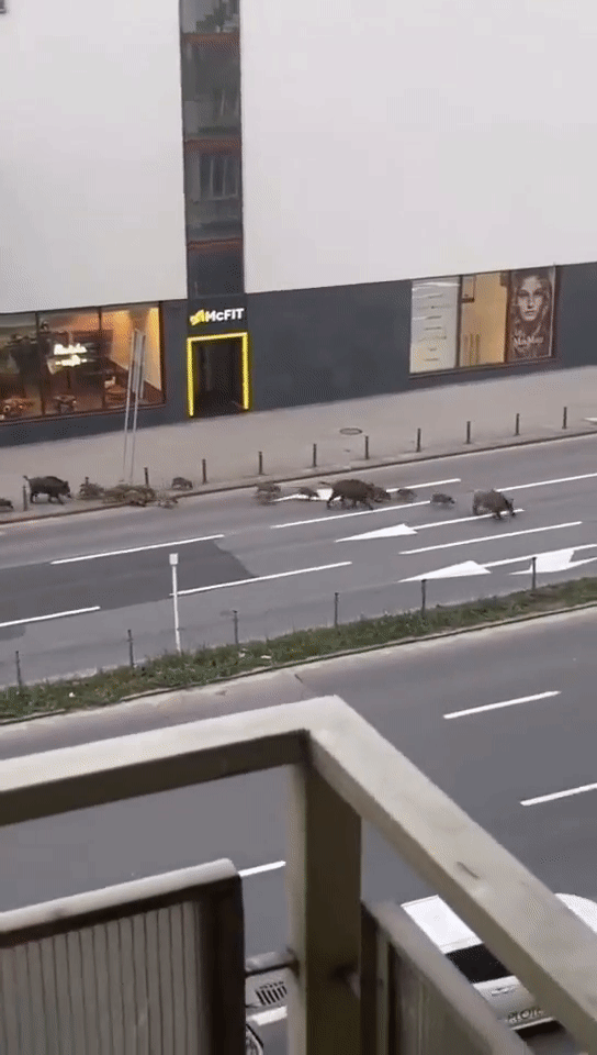 boars crossing road