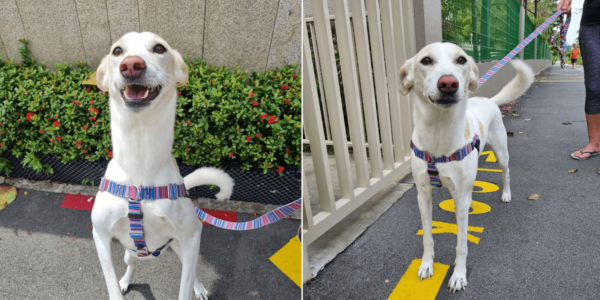 Dog May Go To Shelter If S'pore Family Can't Rehome It, Needs New Pawrents By July