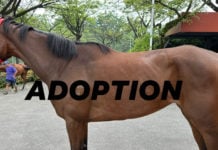 Horse Up For Adoption Due To S'pore Turf Club Closure, Maintenance Costs About S$4K/Month