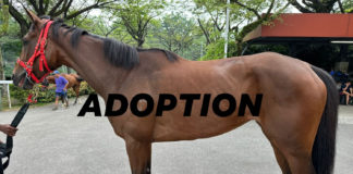 Horse Up For Adoption Due To S'pore Turf Club Closure, Maintenance Costs About S$4K/Month