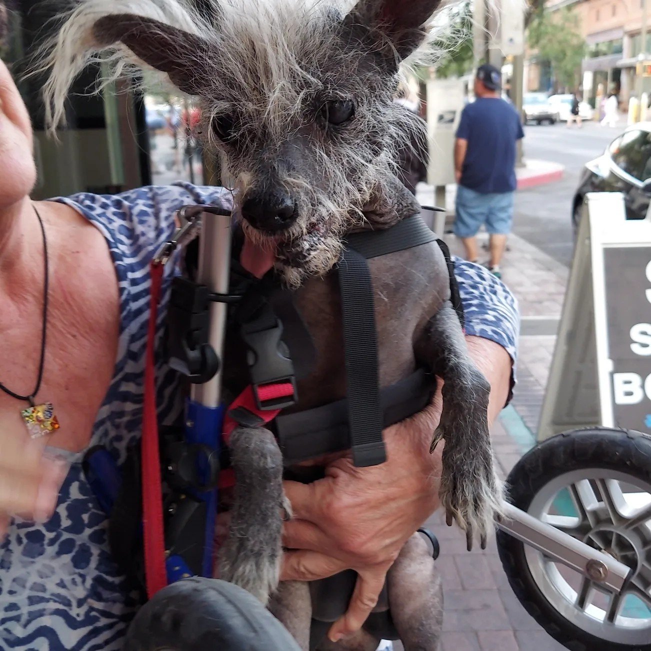 ugliest dog scooter