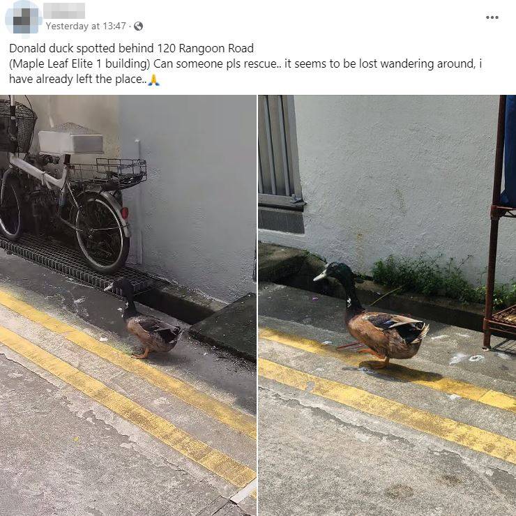 Lost Duck Spotted Wandering Around Farrer Park, Man Cares For It Until ...