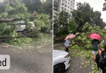 CTE Tunnel Closed After Tree Falls On Car Near Orchard Road Exit, No Injuries Reported