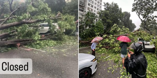 CTE Tunnel Closed After Tree Falls On Car Near Orchard Road Exit, No Injuries Reported