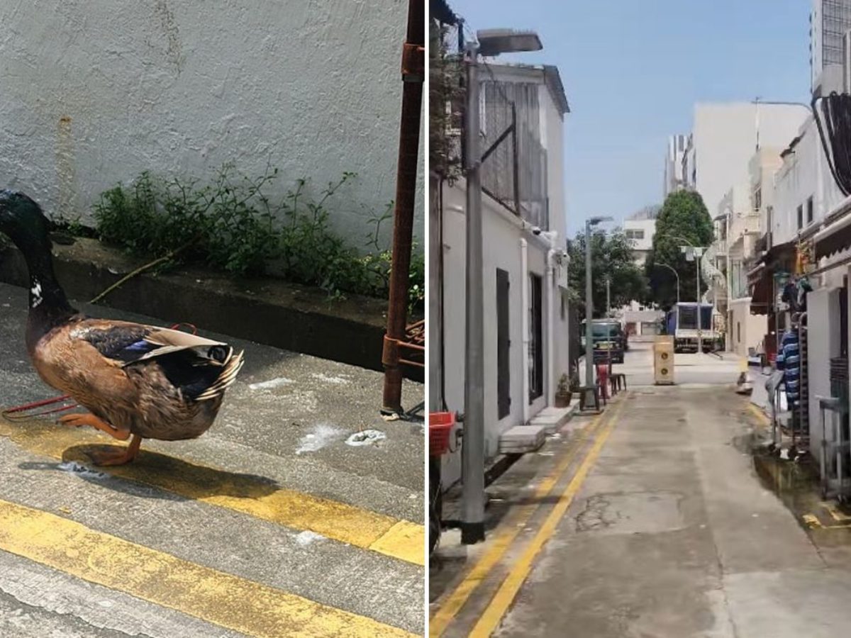 Man Who Spent S$20K On Dog Costume Goes For Public Walk, Playfully  Interacts With Parkgoers