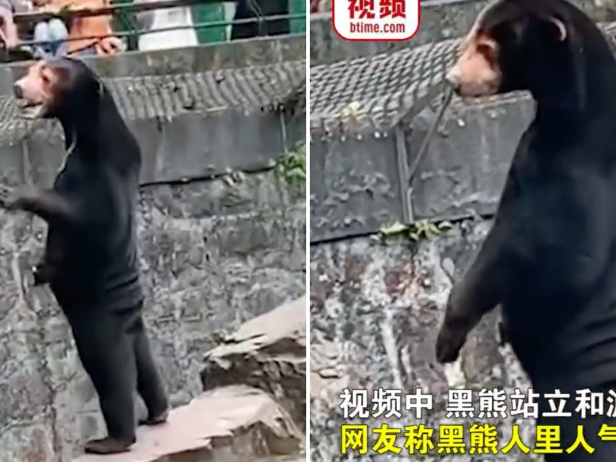 Could Chinese zoo's sun bear be 'man in costume' netizens wonder