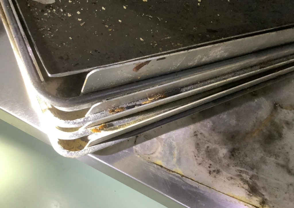 cockroach poop: the tiny sign of a massive infestation