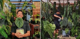 35-Year-Old S’porean With 300 Plants Has To Rent A Nursery In Seletar To Keep Them All