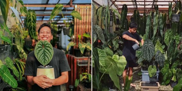 35-Year-Old S’porean With 300 Plants Has To Rent A Nursery In Seletar To Keep Them All