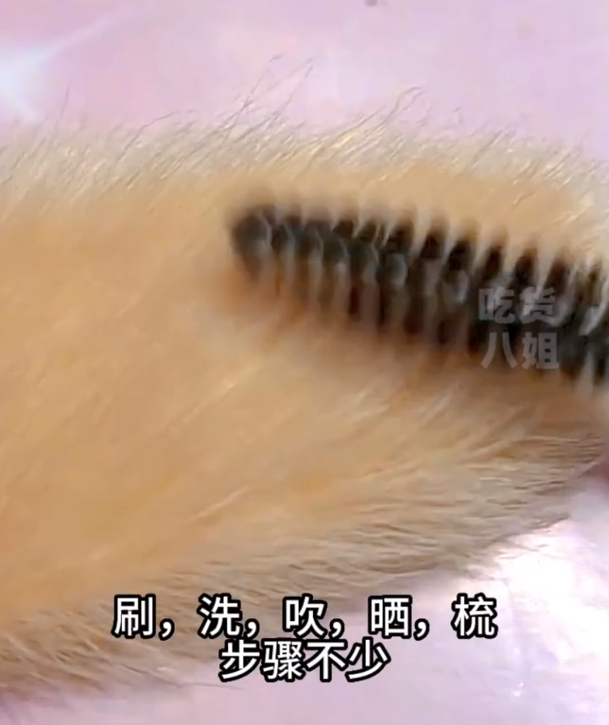 Mango Pits Pets In New Chinese Trend, Owners Groom Them With