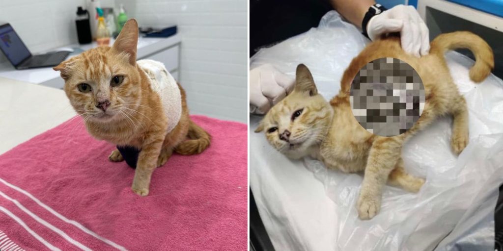 Oyen Cat Rescued After M’sia Private Jet Crash Dies, Wounds Caused
