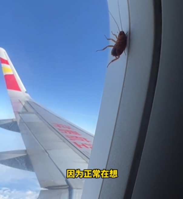 Una mujer descubre una cucaracha colgada de la ventana de un avión de China Southern Airlines sin caer durante 3 horas